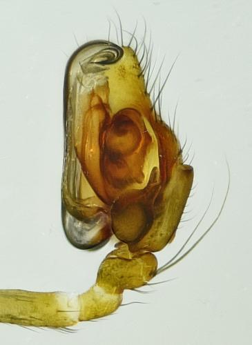 Diplostyla concolor
